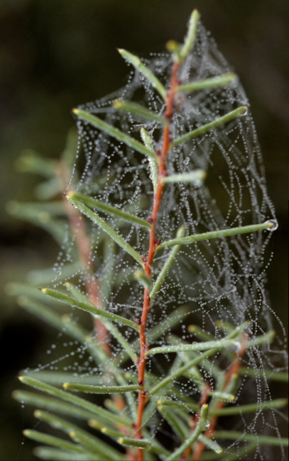A dew-covered spider web