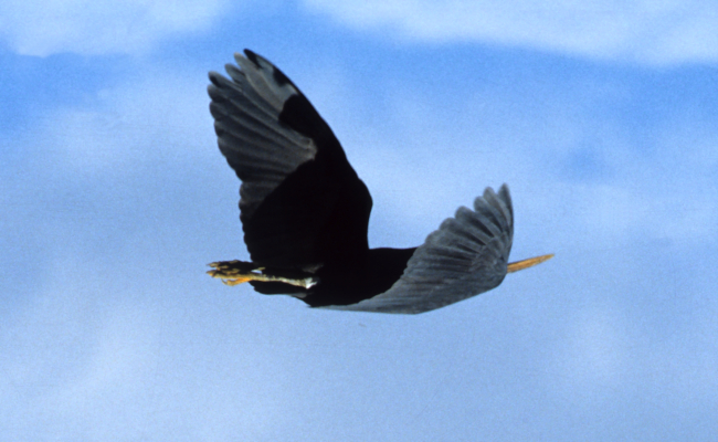 A large-billed water-bird in flight as seen looking to the starboard quarter