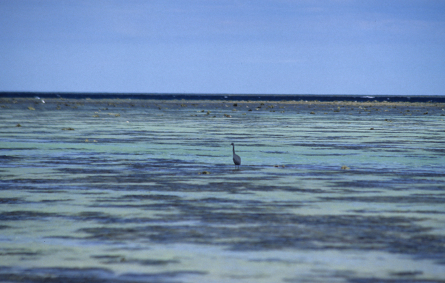 Long-legged wading bird on the reef at low tide