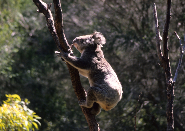 Koala bear (Phascolarctos cinereus), not a bear but an herbivorousmarsupial
