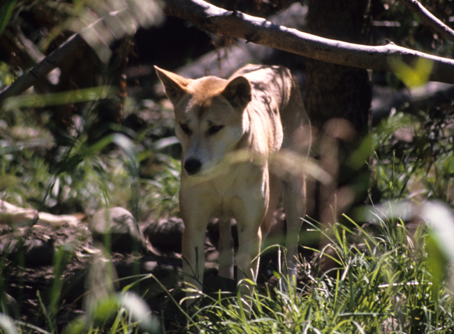 Dingo (Canis lupus dingo) Australian wild dog or warrigal as it is called