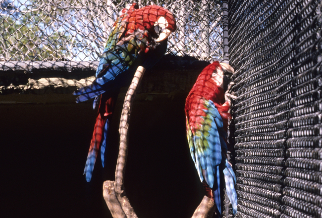 Green-winged macaws (Ara chloroptera)