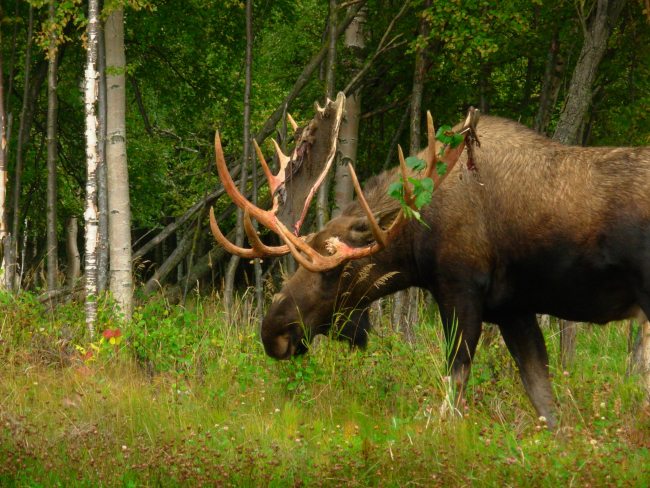 Bull moose still having velvet on antlers