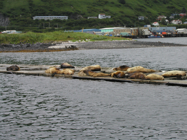 Steller sea lions (Eumetopias jubatus) hanging out in the Kodiak Harbor