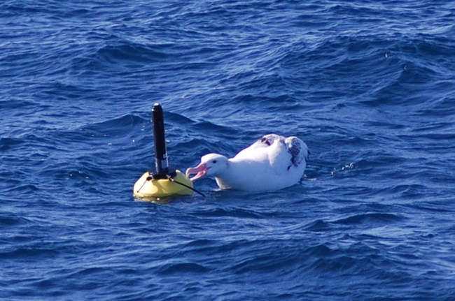 Wandering albatross attempting to eat small buoy