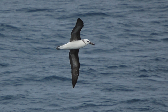 Juvenile black-browed albatross