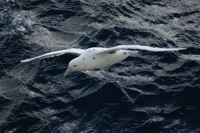 Southern giant petrel light phase