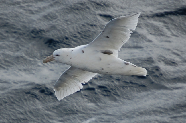 Southern giant petrel light phase