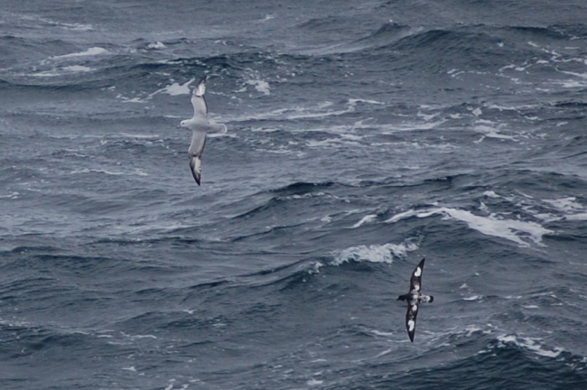 Southern fulmar and cape petrel