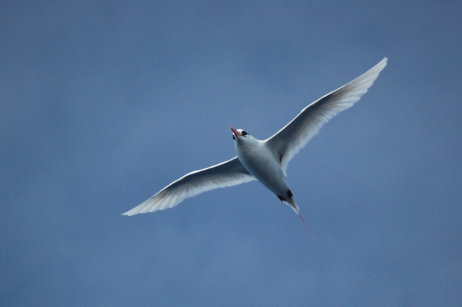 Red-tailed tropic bird