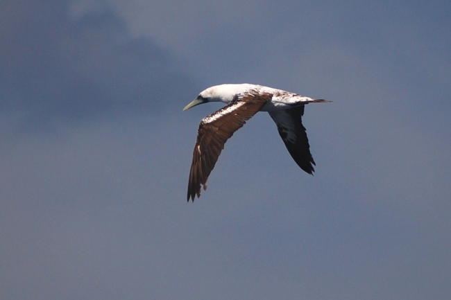 Masked booby, intermediate phase
