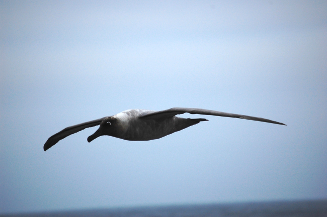 Light-mantled sooty albatross