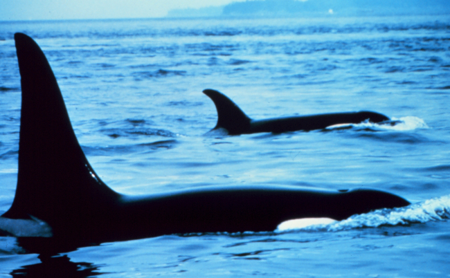 Killer whales -  Orcinus orca - note blow hole in nearest animal