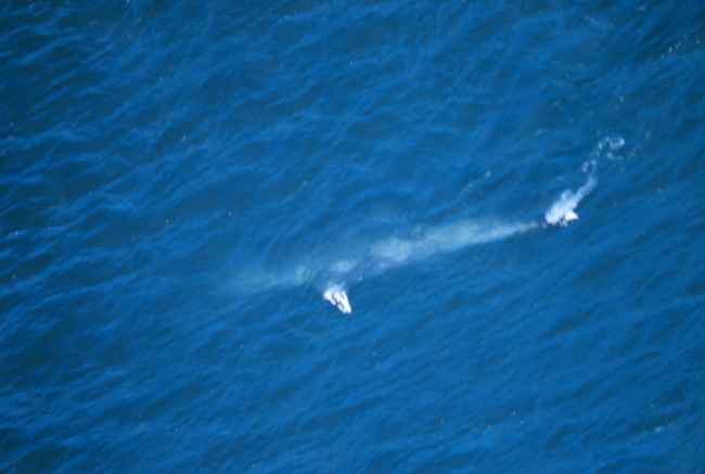 Aerial view of a gray whale - Eschrichtius robustus