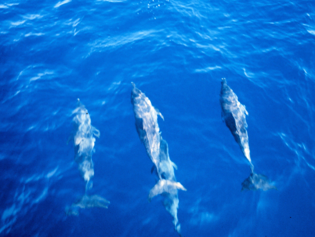 Pantropical spotted dolphin swimming ahead of the NOAA Ship RUDEStenella attenuata