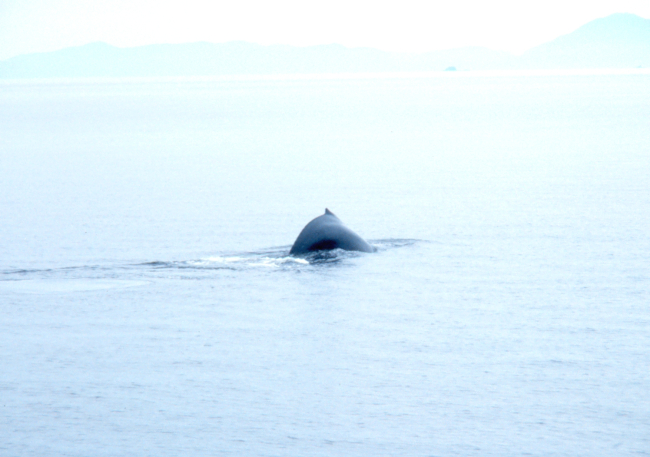 Back of humpback whale -Megaptera novaeangliae