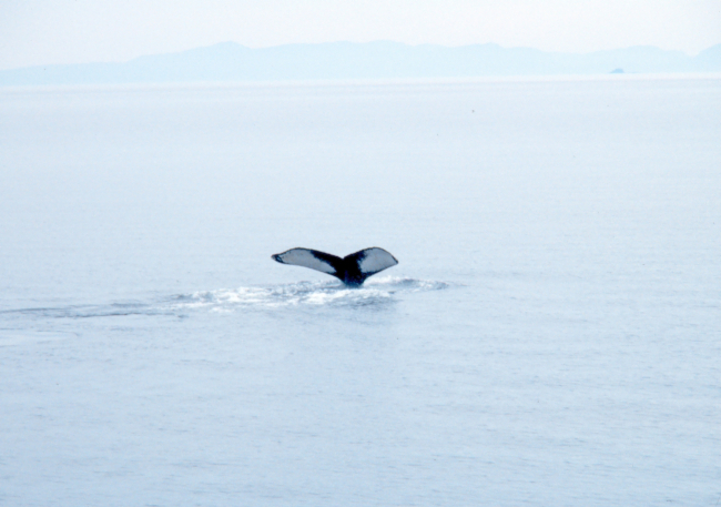 A humpback whale - Megaptera novaeangliae- tail