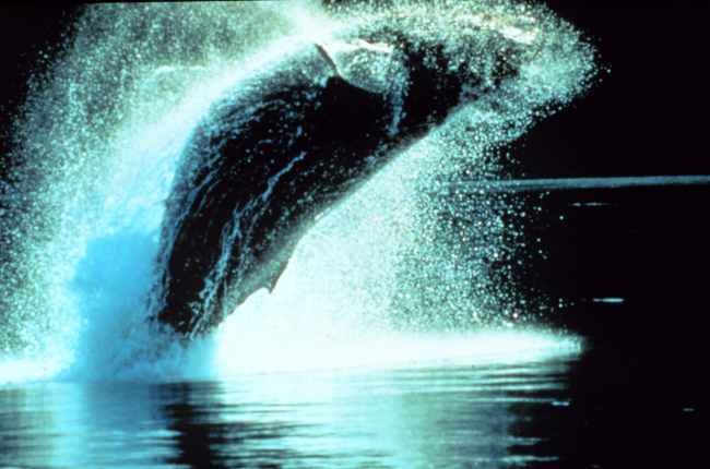 Humpback whale - Megaptera novaeangliae - breaching