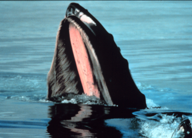 Humpback whale - Megaptera novaeangliae