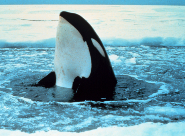 Killer whale - Orcinus orca - spy-hopping in the ice