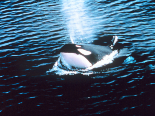 Killer whale blowing - Orcinus orca