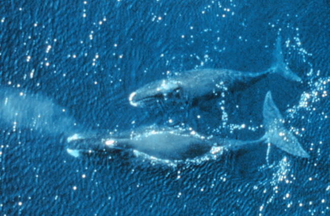 Bowhead whales - Balaena mysticetus