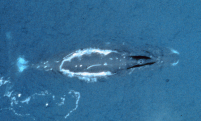 Bowhead whale - Balaena mysticetus