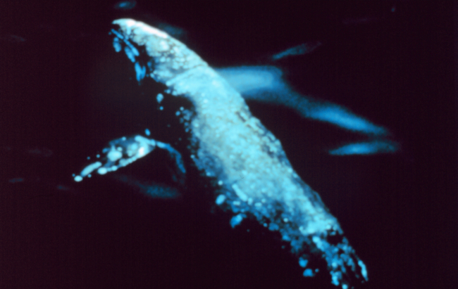 Gray whale -Aerial view of a gray whale - Eschrichtius robustus