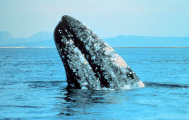 Gray whale - Eschrichtius robustus - at Scammons Lagoon