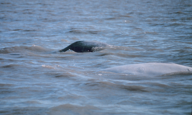 Beluga mother whale and calf - Delphinapterus leucas
