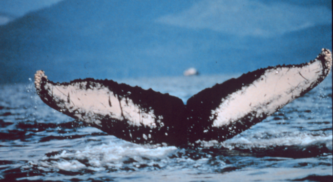 Humpback whale's tail - distinctive markings allow identification of individual animals