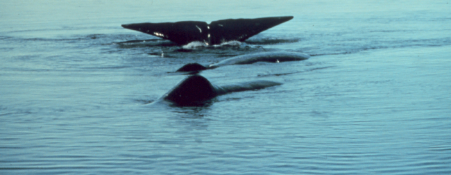 Sperm whales - Physeter macrocephalus