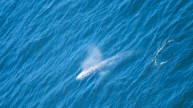 Whale from spotter aircraft