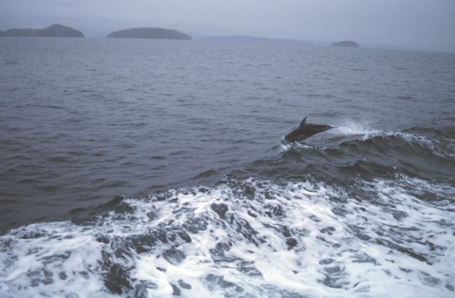 Dolphin riding in the bow wave of the NOAA Ship FERREL