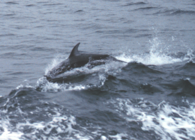 Dolphin riding in the bow wave of the NOAA Ship FERREL