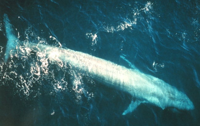 Blue whale as seen from spotter aircraft
