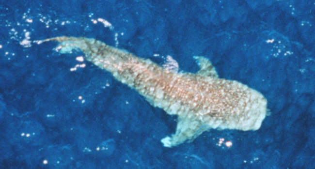Whale shark as seen from spotter aircraft