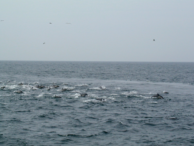 A pod of dolphin with birds overhead