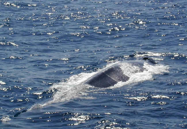 A large rorqual whale