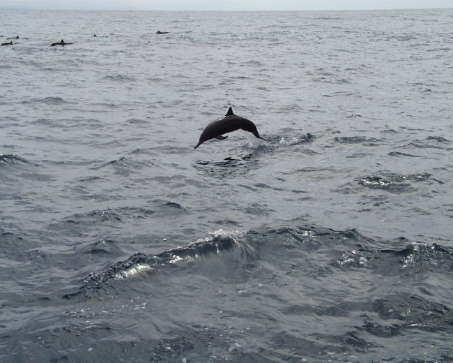 Dolphin (Stenella sp