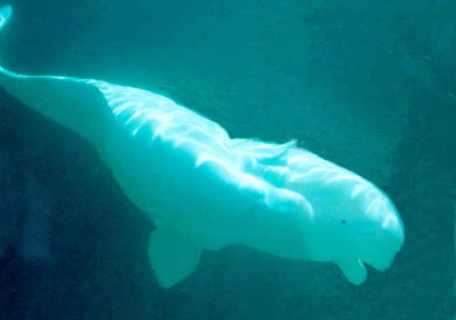 Beluga whales at Mystic Aquarium