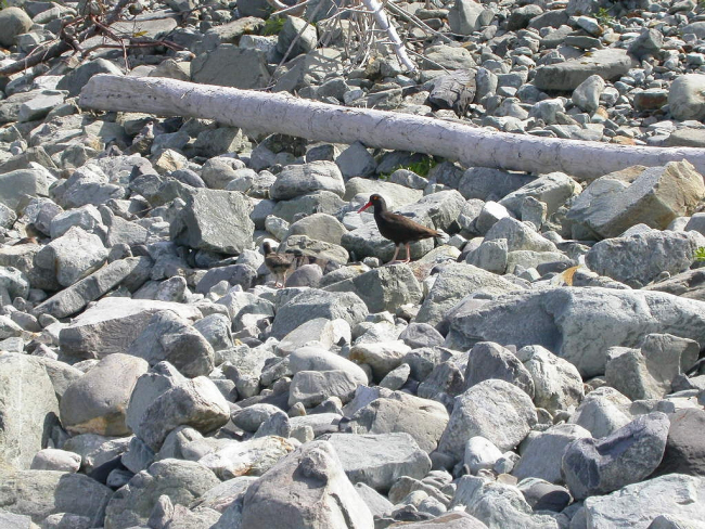 Black oystercatcher (Haematopus bachmani) 