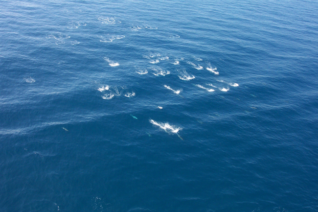 Dolphin pod as seen from the air