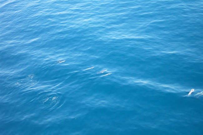 Dolphin pod as seen from the air