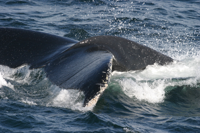Humpback whale flukes - used to identify individuals of this species