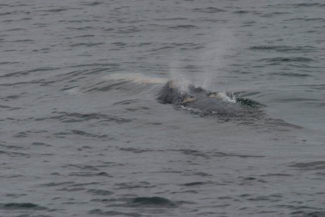 North Atlantic right whale blowing