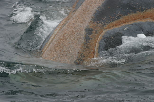 Orange whale lice on a right whale