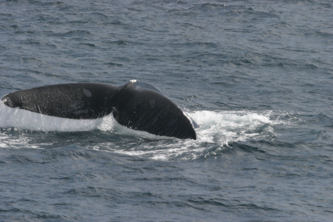 North Atlantic right whale flukes