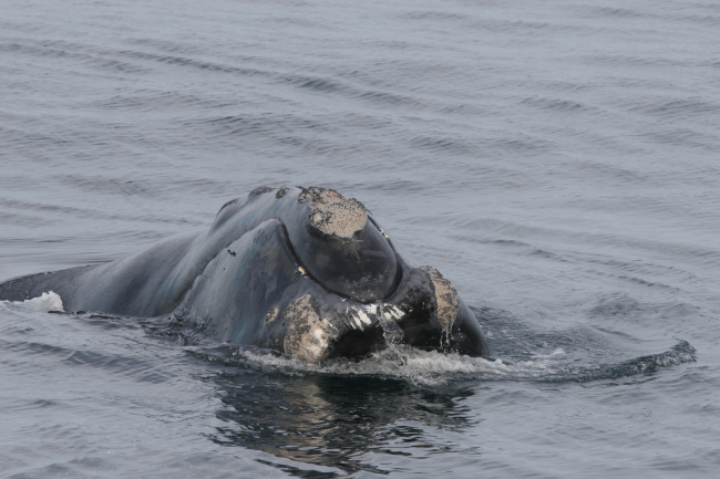 Head of North Atlantic right whale