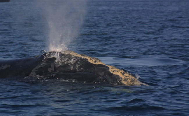 Gnarly-headed right whale